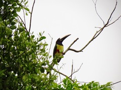 Pteroglossus aracari