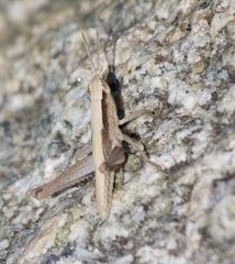 Dichromorpha prominula