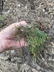 Leucaena leucocephala