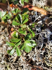 Sibbaldiopsis tridentata