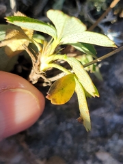 Sibbaldiopsis tridentata