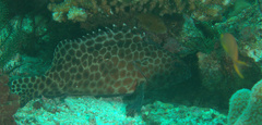 Epinephelus quoyanus