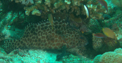Epinephelus quoyanus