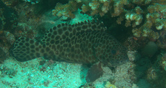 Epinephelus quoyanus