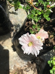 Monsonia