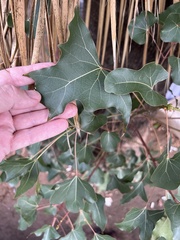 Brachychiton populneus
