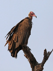 Necrosyrtes monachus