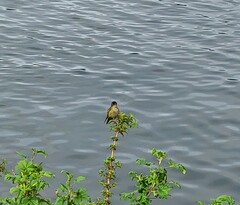 Sephanoides sephaniodes