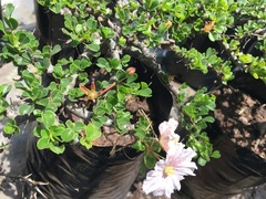 Monsonia