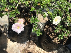 Monsonia
