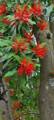 Embothrium coccineum
