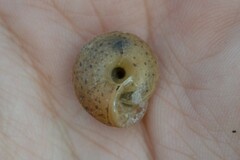 Euomphalia strigella