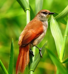 Certhiaxis cinnamomeus