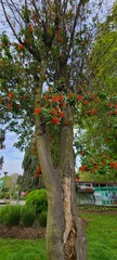 Embothrium coccineum
