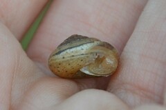 Euomphalia strigella