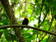 Ceratopipra rubrocapilla