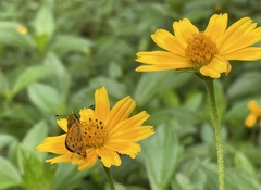 Oriens goloides