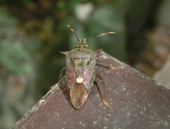 Eocanthecona formosa