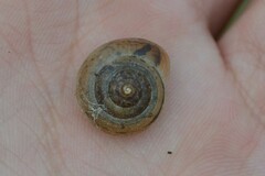 Euomphalia strigella