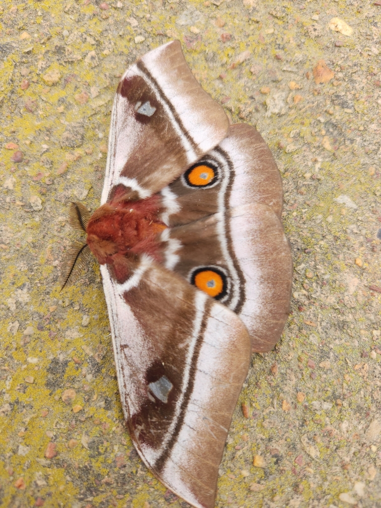 Cabbage Tree Emperor from Overberg, ZA-WC, ZA on October 21, 2022 at 03 ...