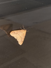 Erannis tiliaria