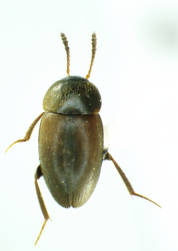 Pale-shouldered Round Fungus Beetle