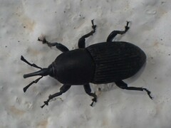 Scyphophorus acupunctatus