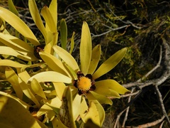 Leucadendron microcephalum
