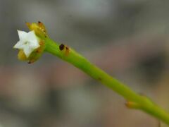 Thesium commutatum