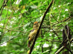 Thamnophilus ambiguus