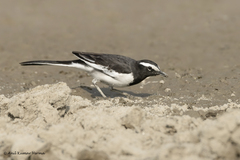 Motacilla maderaspatensis