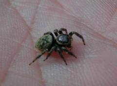 Carrhotus xanthogramma