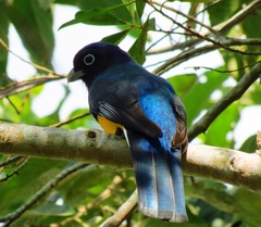 Trogon viridis