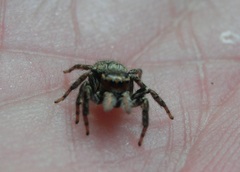 Carrhotus xanthogramma