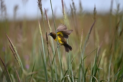 Pseudoleistes virescens