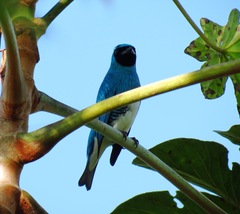 Tersina viridis