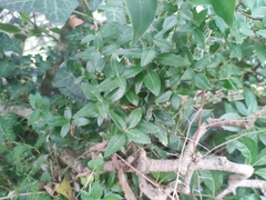 Phillyrea latifolia