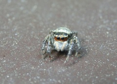 Carrhotus xanthogramma