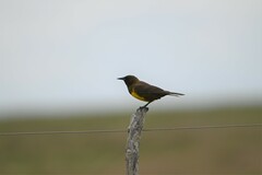 Pseudoleistes virescens