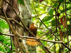 Philydor atricapillus