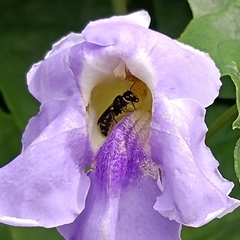 Ceratina perforatrix