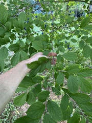 Symplocos paniculata