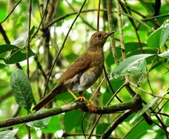 Turdus flavipes