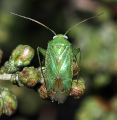 Apolygus lucorum