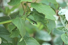 Philothamnus irregularis