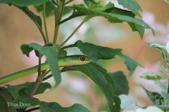 Philothamnus irregularis