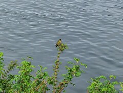 Sephanoides sephaniodes