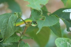 Philothamnus irregularis