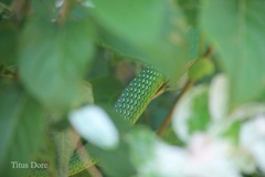 Philothamnus irregularis