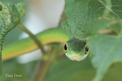 Philothamnus irregularis